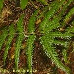 Pteris incompleta Blad