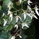 Saxifraga stolonifera 花