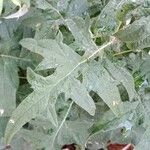 Echinops bannaticus Likasa
