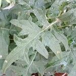 Echinops bannaticus Leaf