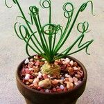 Albuca spiralis Folha