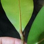 Micropholis cayennensis 葉