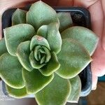 Echeveria × gilva Lehti