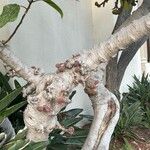 Ficus auriculata 樹皮