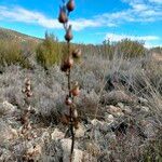 Anarrhinum bellidifolium Plod