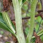 Cephalanthera damasonium Bark