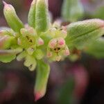 Patellifolia procumbens Blüte