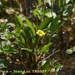 Ranunculus ophioglossifolius Libunga