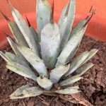 Agave macroacantha Ліст