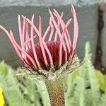 Echinacea pallida Virág