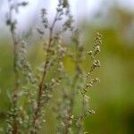 Artemisia campestris ഇല