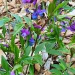 Lathyrus vernus Kwiat