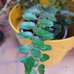 Hemionitis rotundifolia Leaf