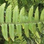 Nephrolepis undulata Blatt