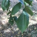 Ulmus laevis Leaf