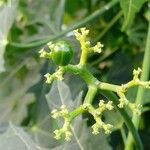 Cnidoscolus aconitifolius Frucht