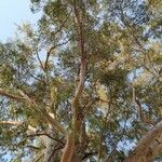 Eucalyptus camaldulensis Blatt