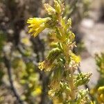 Senecio nutansFlower