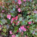 Begonia cucullata Alkat (teljes növény)