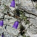 Campanula scheuchzeri Staniste