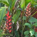 Heliconia bihaiЦветок