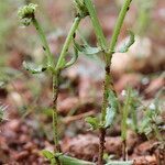 Valeriana echinata Habitus