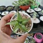 Dyckia brevifolia Лист