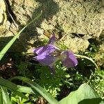 Iris latifolia Virág