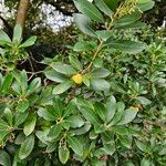 Arbutus andrachne पत्ता