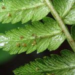 Dryopteris pentheri Blatt