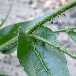 Nicotiana quadrivalvis Fulla