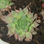 Sempervivum tectorum 葉