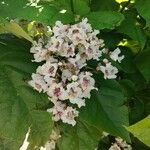 Catalpa bignonioidesЦветок