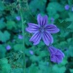 Malva sylvestrisBlomst