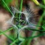 Lactuca muralis Vrucht