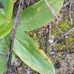Ophrys bombyliflora 葉