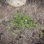 Convolvulus equitans Hábito