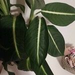 Dieffenbachia oerstedii Hoja