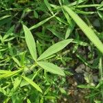 Trifolium purpureum Leaf