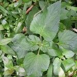 Ageratum conyzoidesLeaf