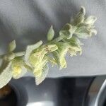 Stachys chrysantha 花