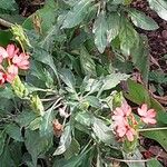 Crossandra nilotica Kvet