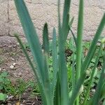 Narcissus jonquilla Leaf