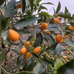 Citrus japonica Frucht