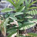 Alpinia galanga 葉