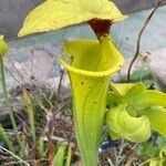 Sarracenia flava Flor