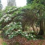 Rhododendron × geraldii عادت داشتن