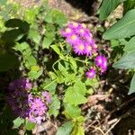 Pericallis steetzii Fleur