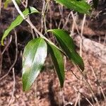 Smilax laurifolia Fuelha