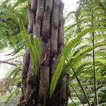 Lepisorus excavatus Habit